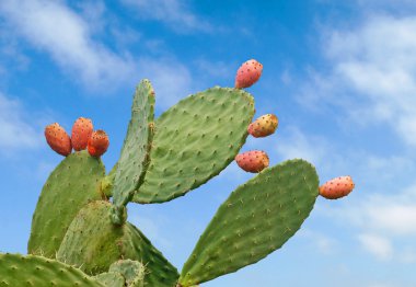 Close up of opuntia cactuses clipart