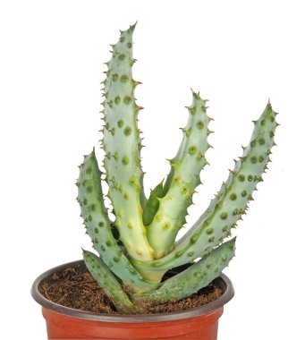 tencerede Aloe