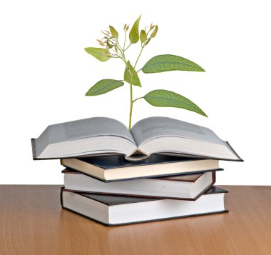 Açık kitap büyüyen ağacı