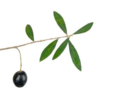 zeytin dalı