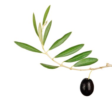 Olive branch with fruit clipart