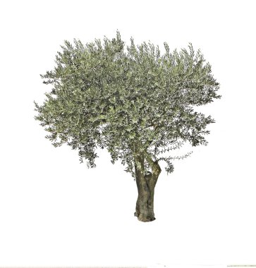 Olive tree isolated on white background clipart