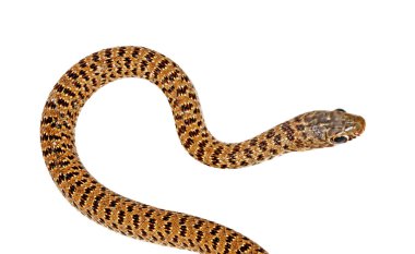 Close up of snake clipart