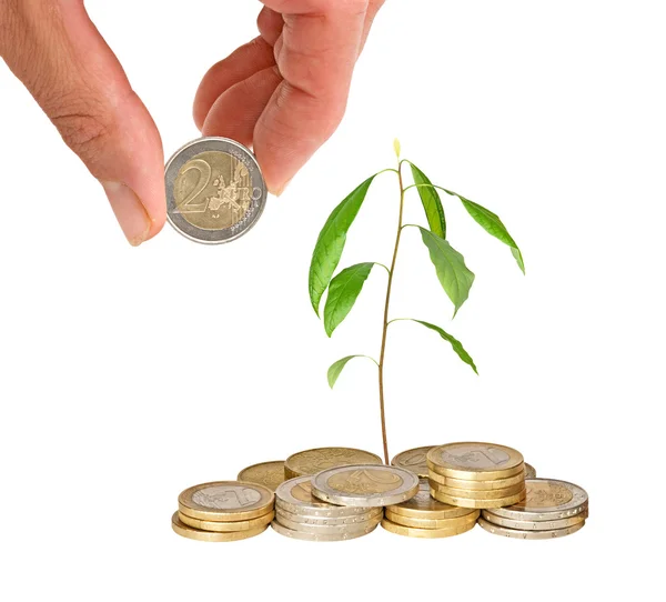 Avocado seedling growing from pile of coins — Stock Photo, Image