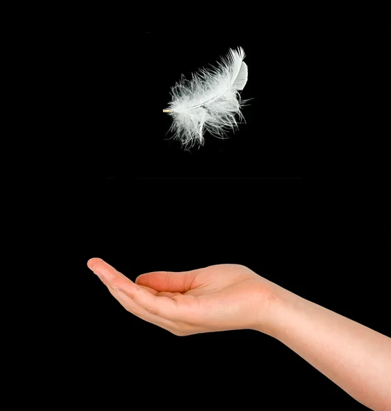 Primer plano de pluma blanca cayendo a mano —  Fotos de Stock