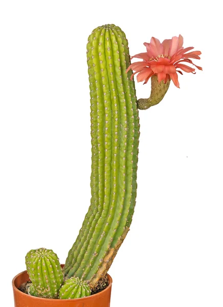 Fehér alapon izolált vörös virágú kaktusz — Stock Fotó