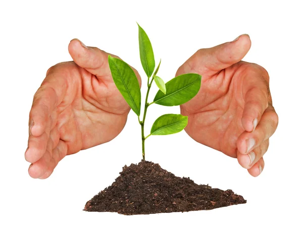 Tree protected by hands — Stock Photo, Image