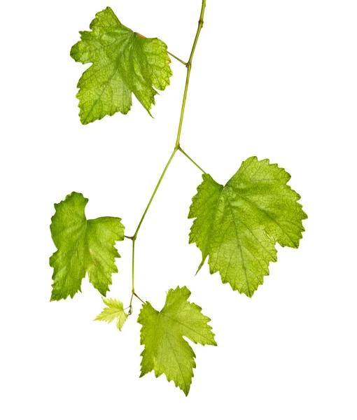 Close up of Vine — Stock Photo, Image