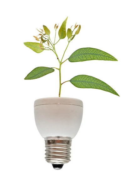 Árbol que crece desde la base de la lámpara fluorescente — Foto de Stock