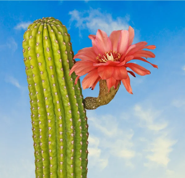 Kaktus z czerwonych kwiatów — Zdjęcie stockowe