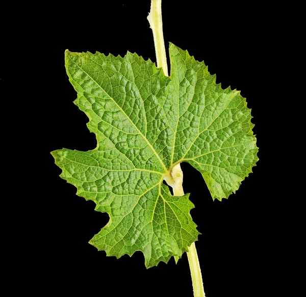 Melon de vigne isolé sur fond noir — Photo