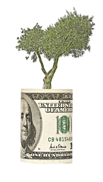 ドル紙幣から成長しているオリーブの木 — ストック写真