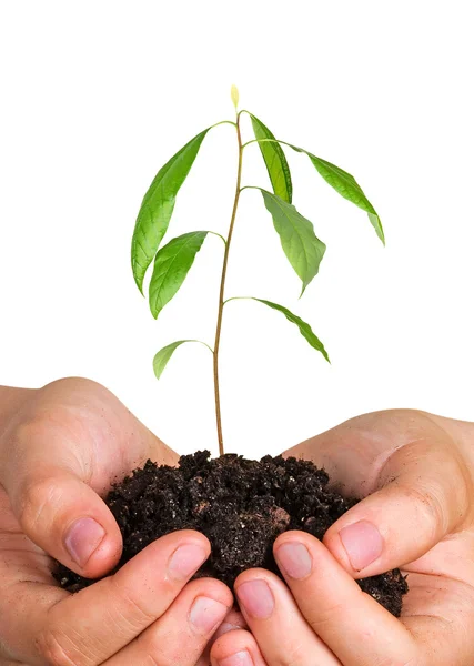 Avokado träd planta i händerna som en symbol för naturskydd — Stockfoto