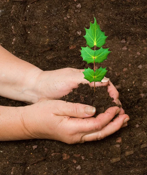 Plantar un árbol — Foto de Stock