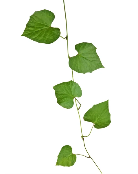 Ivy beyaz arkaplanda izole — Stok fotoğraf