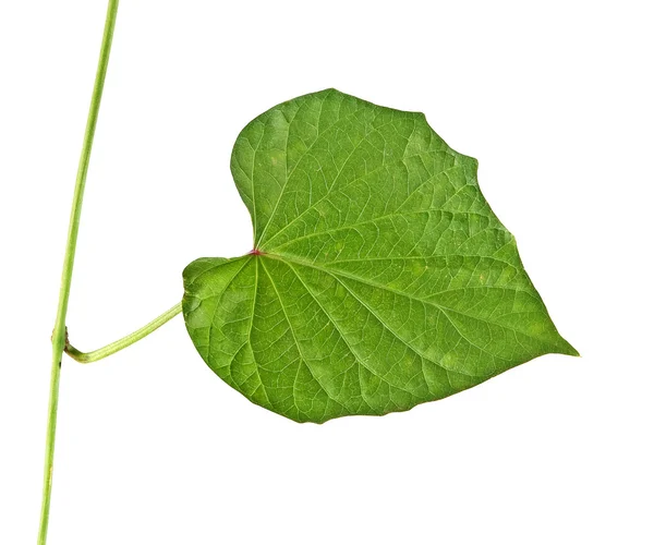 Ivy isolado no fundo branco — Fotografia de Stock