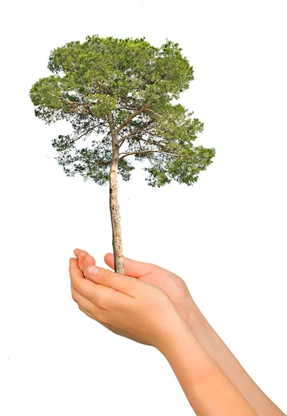 Pine tree in palms as a symbol of nature protection — Stock Photo, Image
