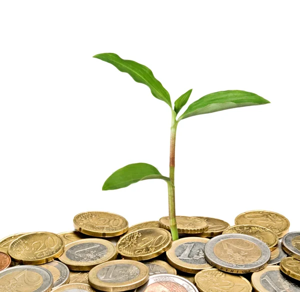 Plant growing from pile of coins — Stock Photo, Image
