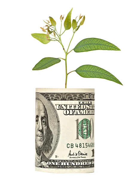 Brote de árbol que crece del billete de dólar —  Fotos de Stock