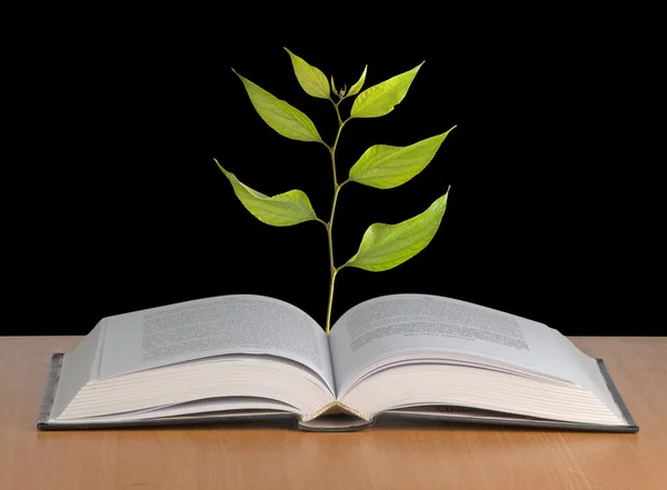Tree growing from open book — Stock Photo, Image