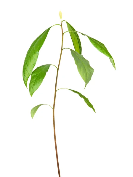 Αβοκάντο φυτρώνουν απομονωθεί σε λευκό φόντο — Φωτογραφία Αρχείου
