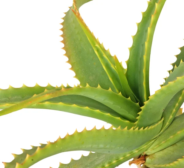 Aloe arborescens — Zdjęcie stockowe