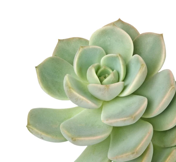 Galinha e pintos planta isolada em fundo branco — Fotografia de Stock