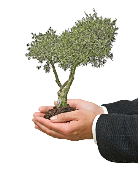 Olijfboom in handen als een geschenk van de landbouw — Stockfoto