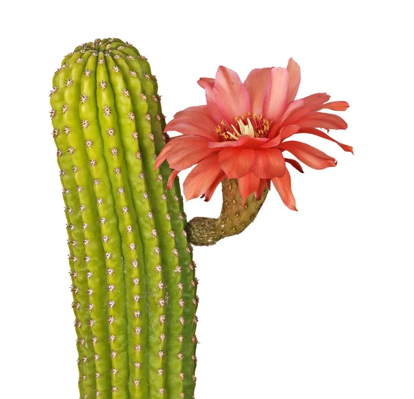 Cactus with red flowers isolated on white background — Stock Photo, Image