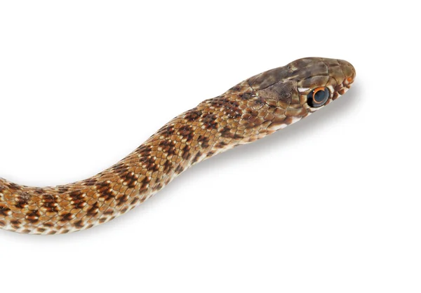 Primer plano de la cabeza de la serpiente —  Fotos de Stock