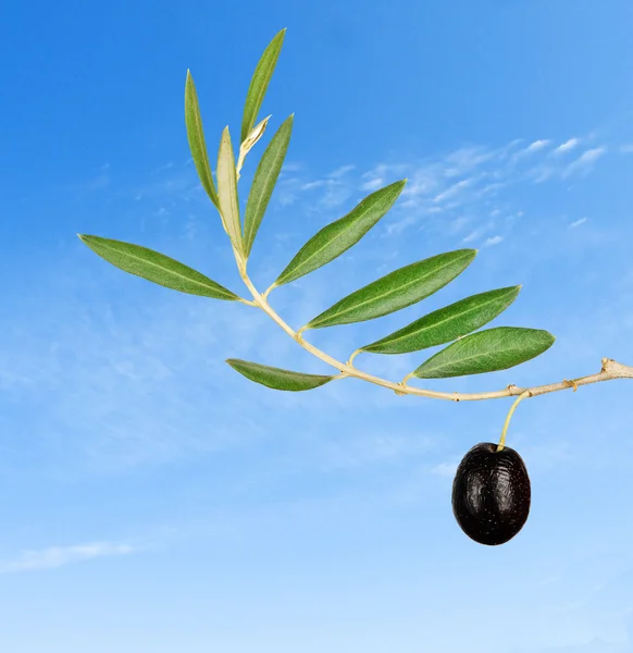 Gałązką oliwną owocowy — Zdjęcie stockowe
