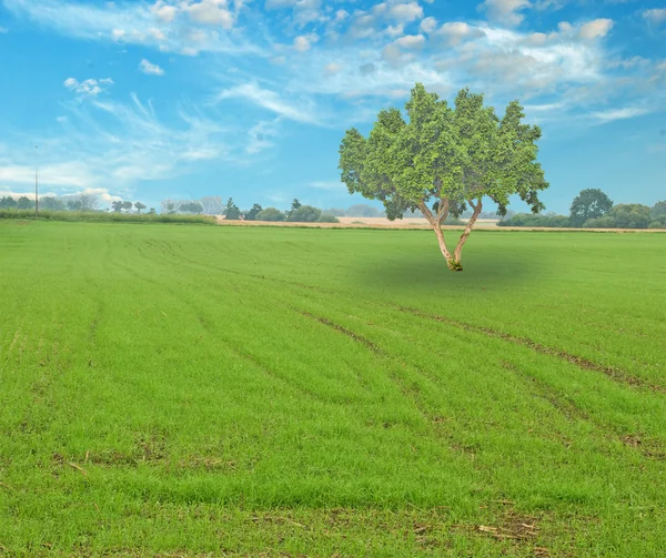 Árbol en el prado —  Fotos de Stock