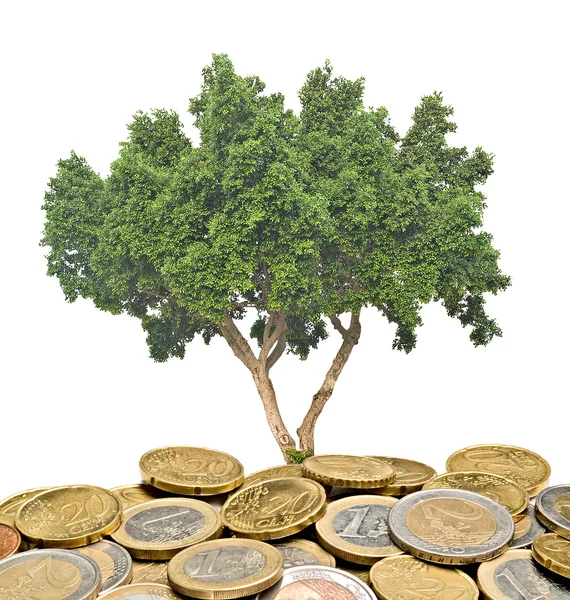 Tree growing from coins — Stock Photo, Image
