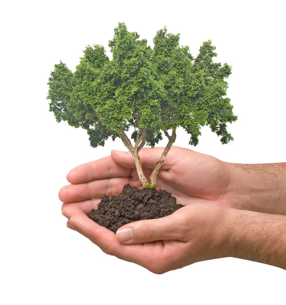 Pohon di telapak tangan sebagai simbol perlindungan alam — Stok Foto