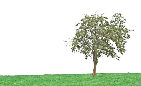 Tree at field — Stock Photo, Image