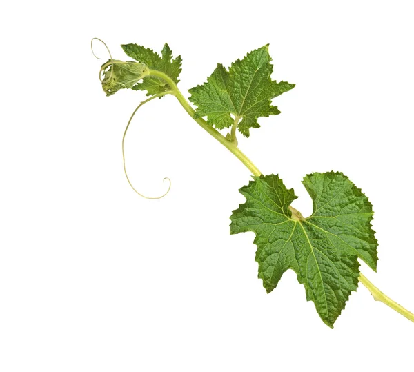 Melon vine isolated on white background — Stock Photo, Image