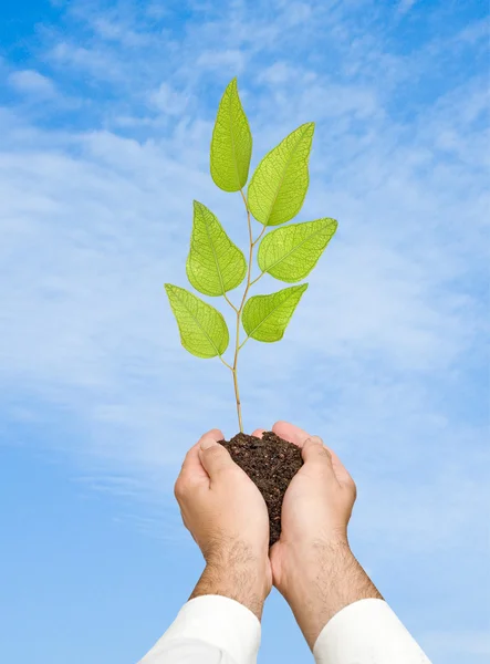 Palms with a tree seedling — Stock Photo, Image