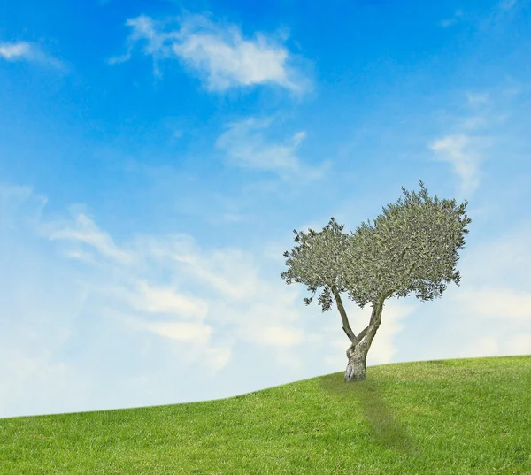 Oliivipuu niityllä — kuvapankkivalokuva