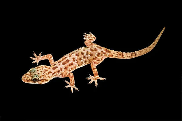 Mediterranes Haus Gecko isoliert auf schwarzem Hintergrund — Stockfoto