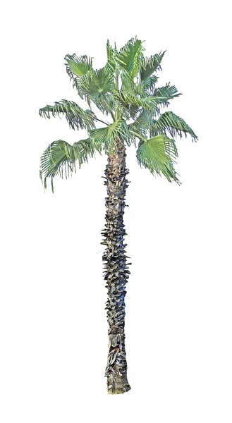 Palm på vit — Stockfoto