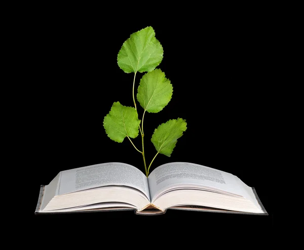 Tree seedling growing from book — Stock Photo, Image