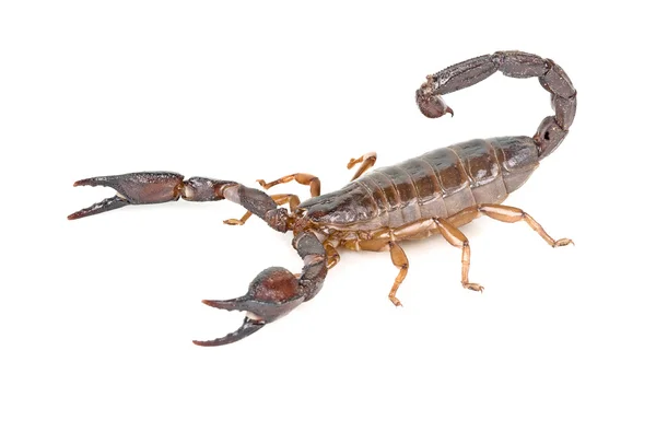Skorpion izolowany na białym tle — Zdjęcie stockowe