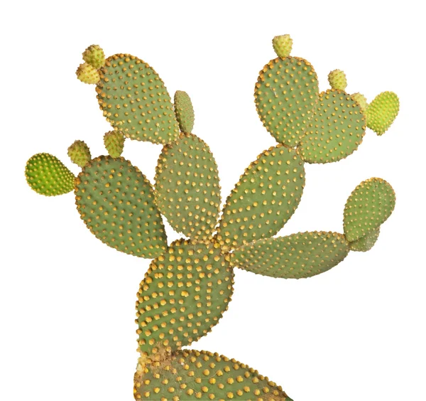 Kaktus opuncja na białym tle — Zdjęcie stockowe