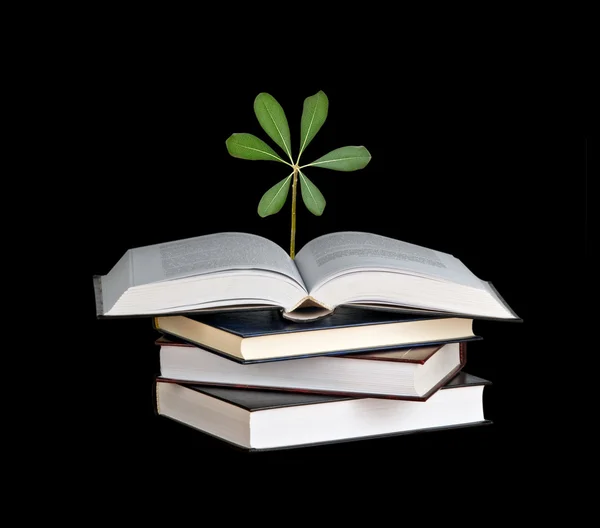 Саджанець дерев, що росте з книги — стокове фото