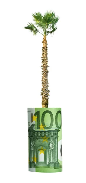Пальма, растущая из банкнот евро — стоковое фото