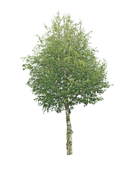 Beyaz arka plan üzerinde izole huş ağacı — Stok fotoğraf