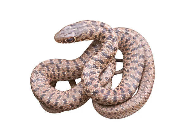 Close up of snake — Stock Photo, Image