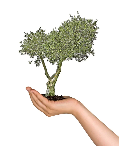 Olive tree as a gift of agriculture — Stock Photo, Image