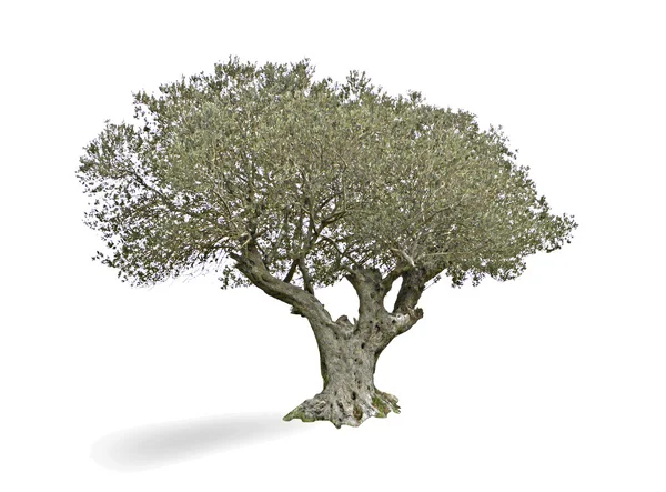 Olive tree isolated on white background — Stock Photo, Image