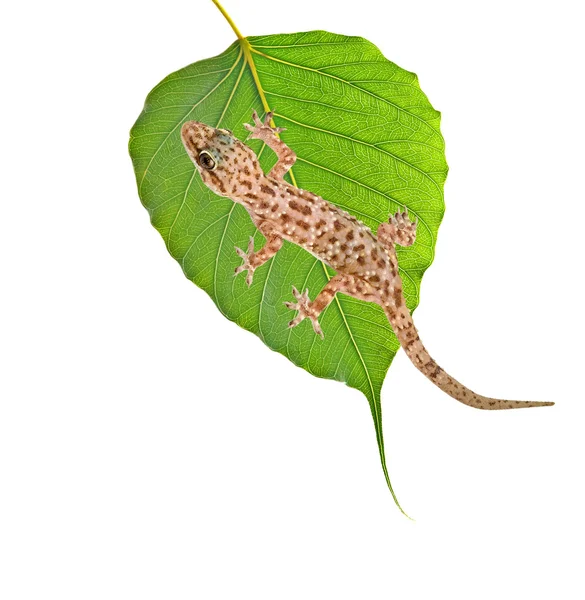 Gecko на лист — стокове фото